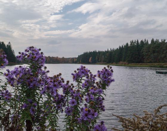 福斯特湖 with flowers